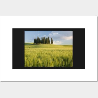 Group of cypress trees in Tuscan landscape Posters and Art